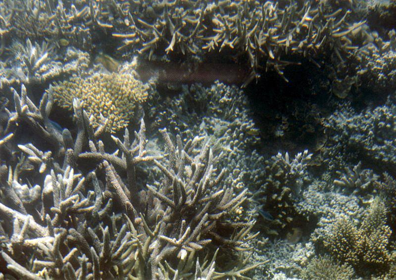 Great Barrier Reef 8001 Great Barrier Reef, Queensland